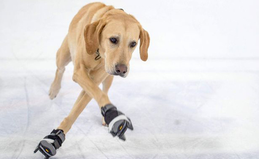 skating dog